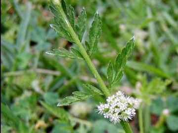 Torilis nodosa / Lappolina nodosa